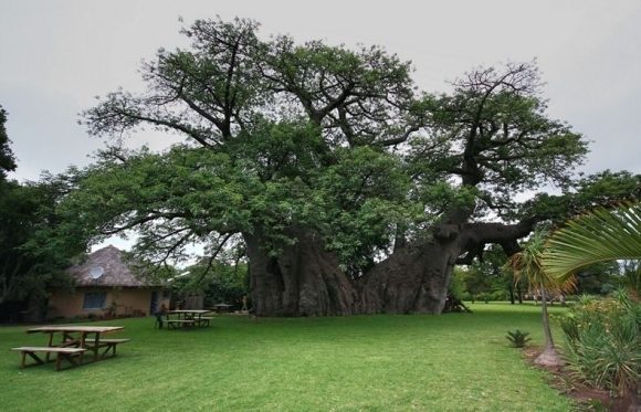 sunland-baobab-bar-v-kmeni-stromu-6446333