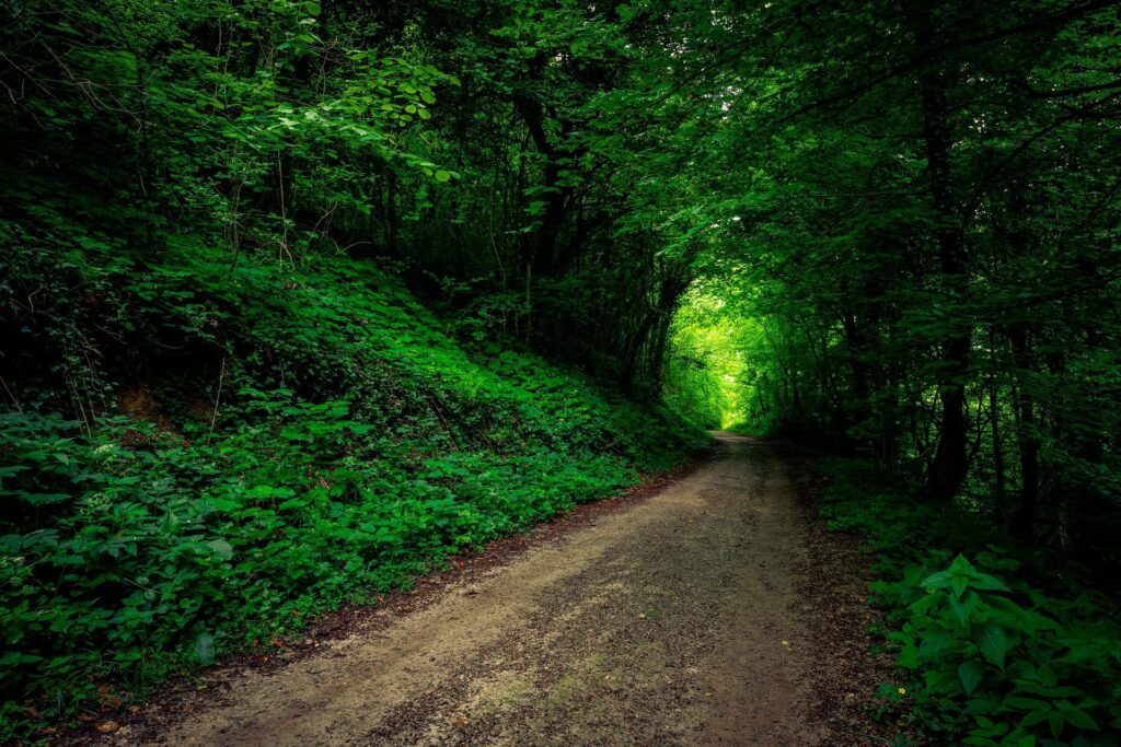 Lesy chorvátska sú nezabudnuteľným zážitkom.