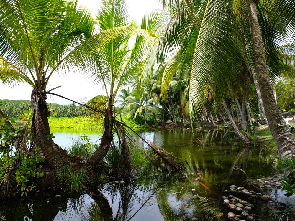 V Nauru je divoká príroda, ktorá je naozaj len pre pokročilých cestovateľov.