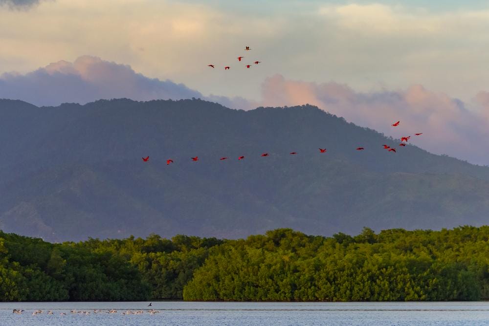 Vtáčia rezervácia Caroni je obľúbeným cieľom pozorovateľov vtákov.